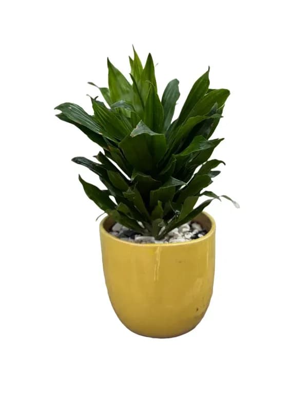 گیاه کامپکت آناناسی کد GY-6 – فروشگاه گل کارا | Kara Flower — تصویر ۳