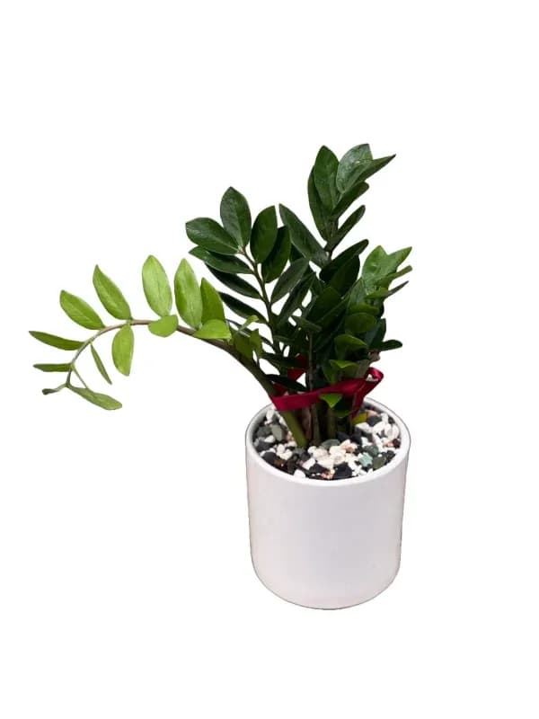 گیاه زاموفیلیا سبز کد GY-4 – فروشگاه گل کارا | Kara Flower — تصویر ۲