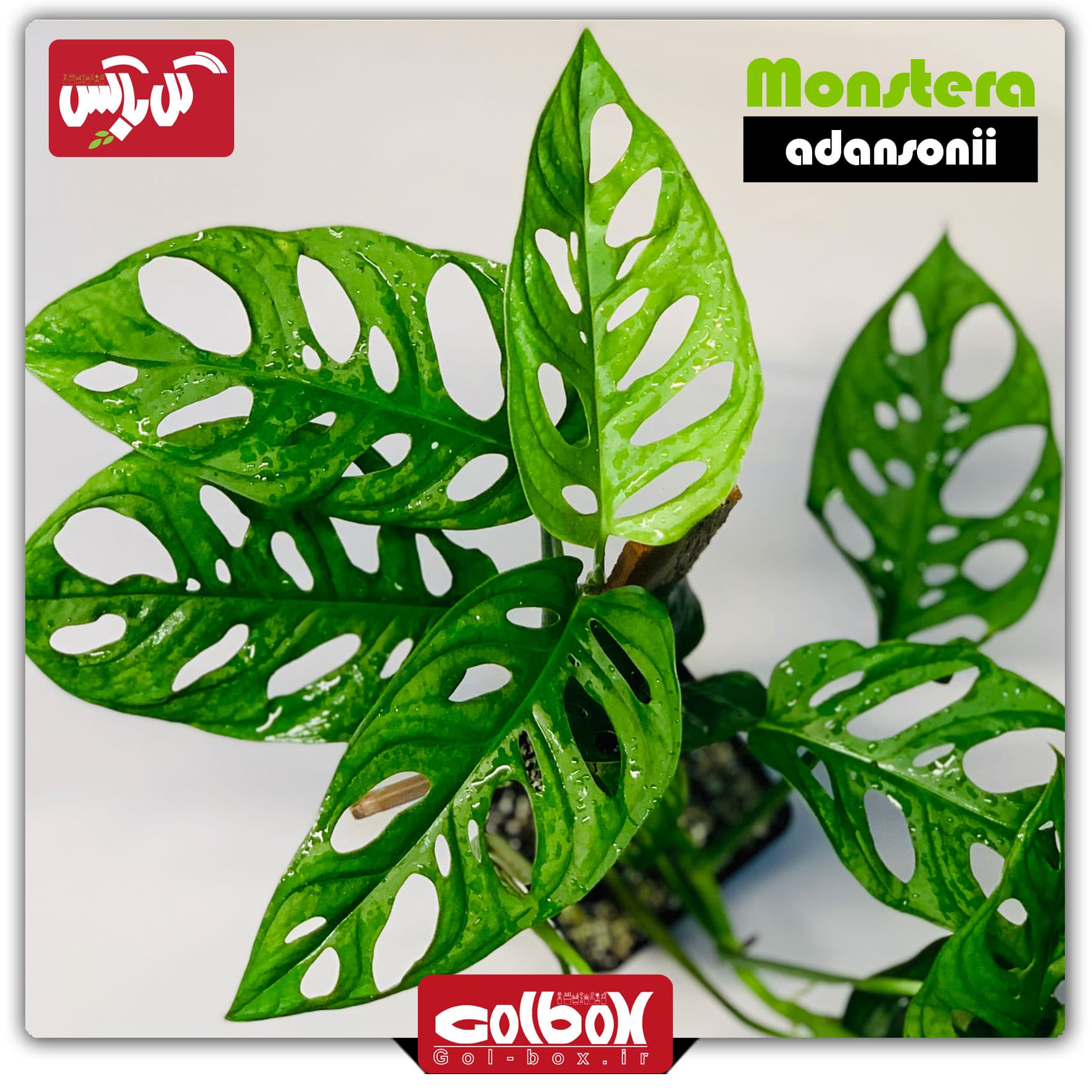 گل پتوس حصیری هلندی پهن برگ (مونسترا مینیاتوری)