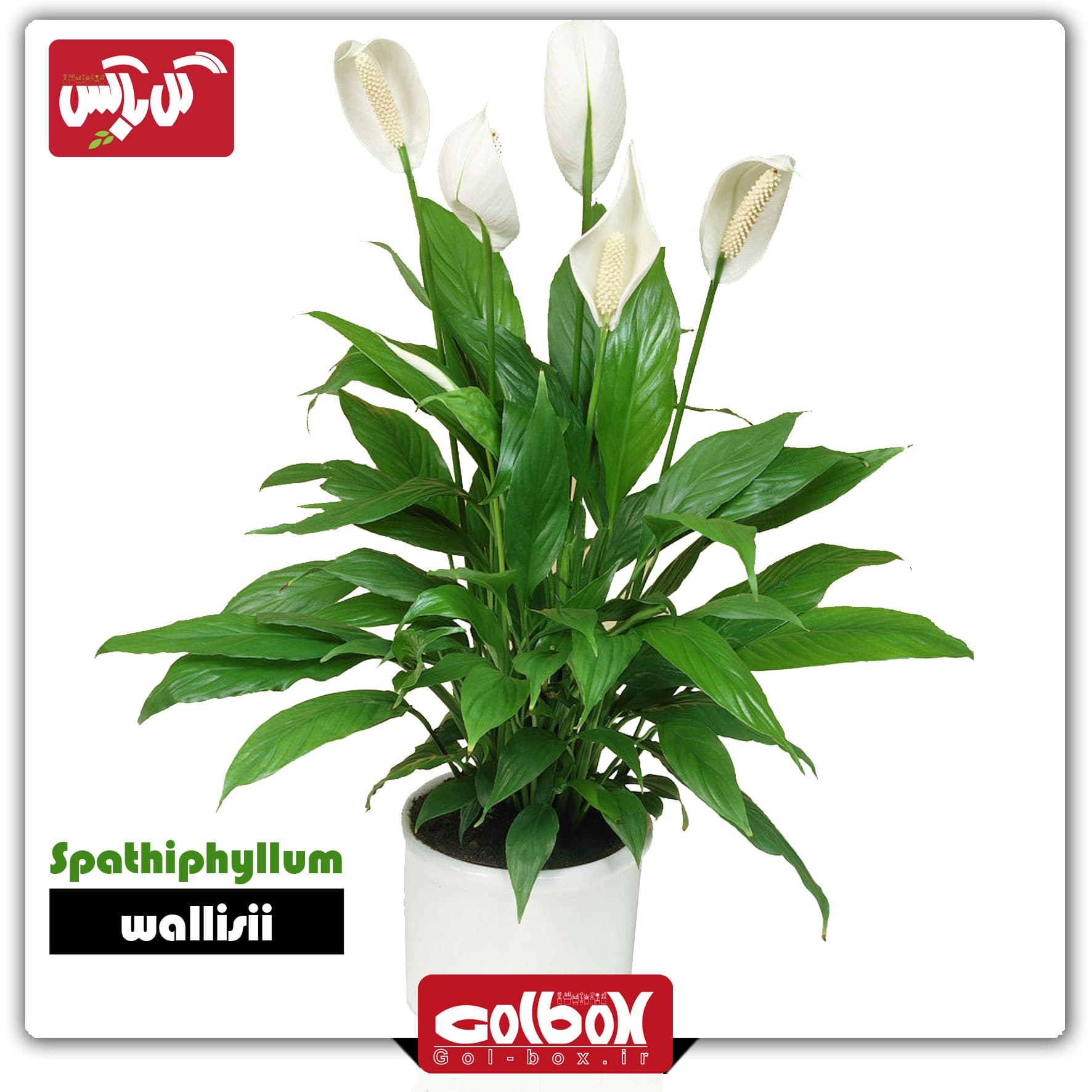 گل اسپاتی فیلوم سطل 3 — تصویر ۳