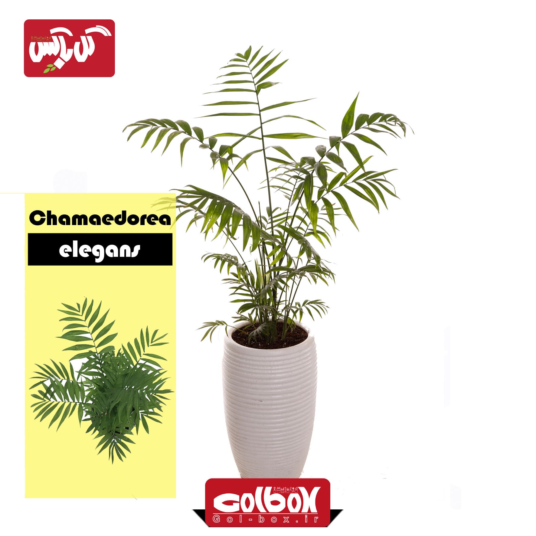 گیاه نخل شامادورا Chamaedorea elegans — تصویر ۳
