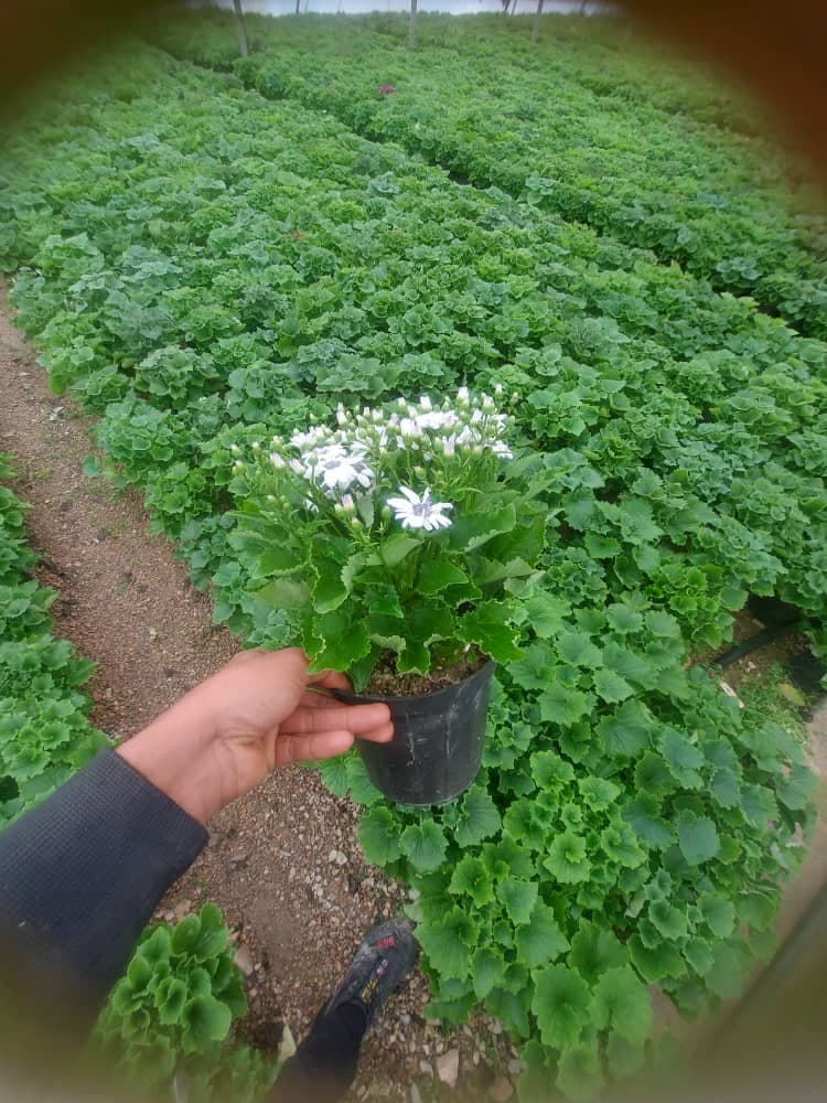 گل سینره — تصویر ۷