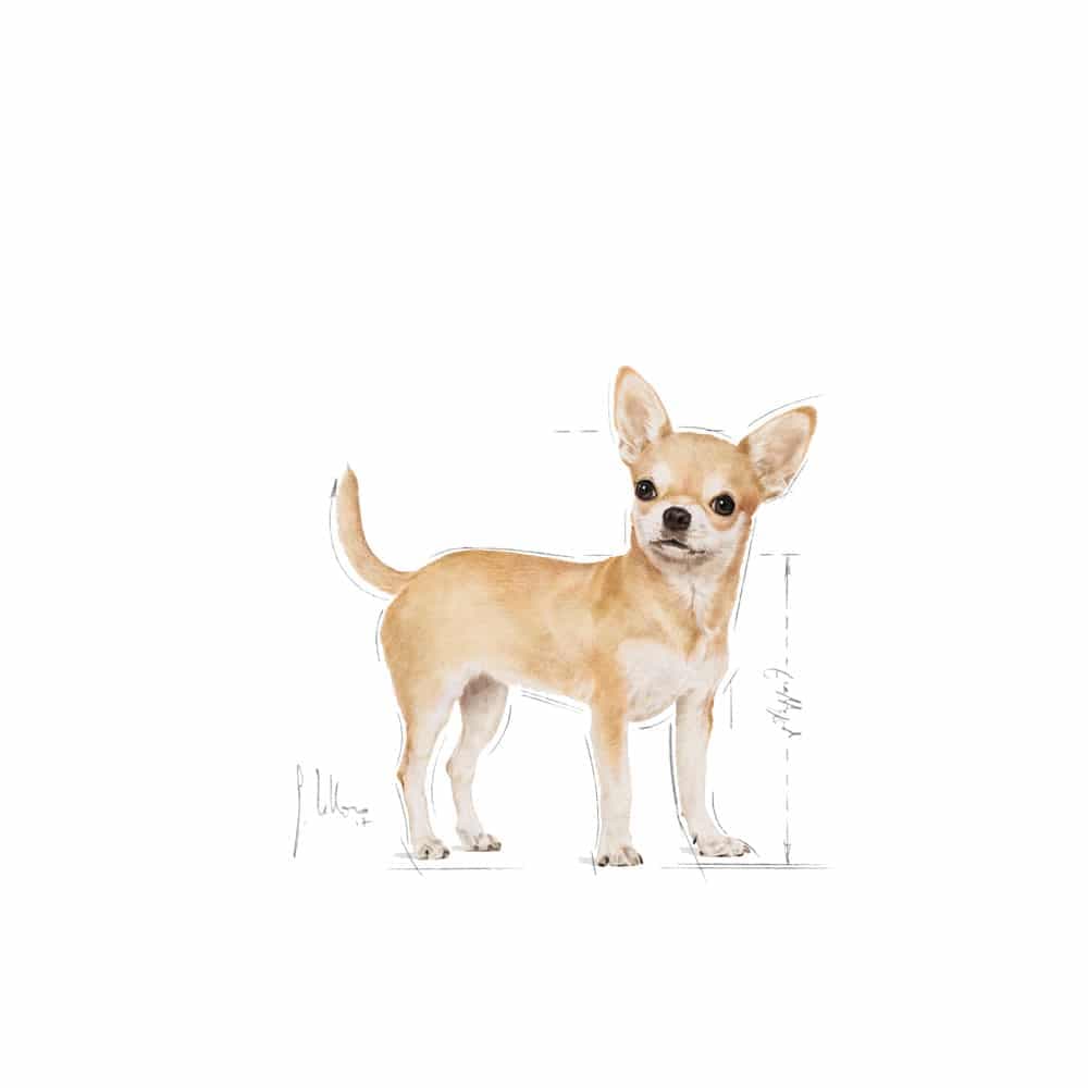 غذای خشک سگ بالغ رویال کنین مدل Chihuahua Adult نژاد شیواوا | 1.5 کیلوگرم — تصویر ۴