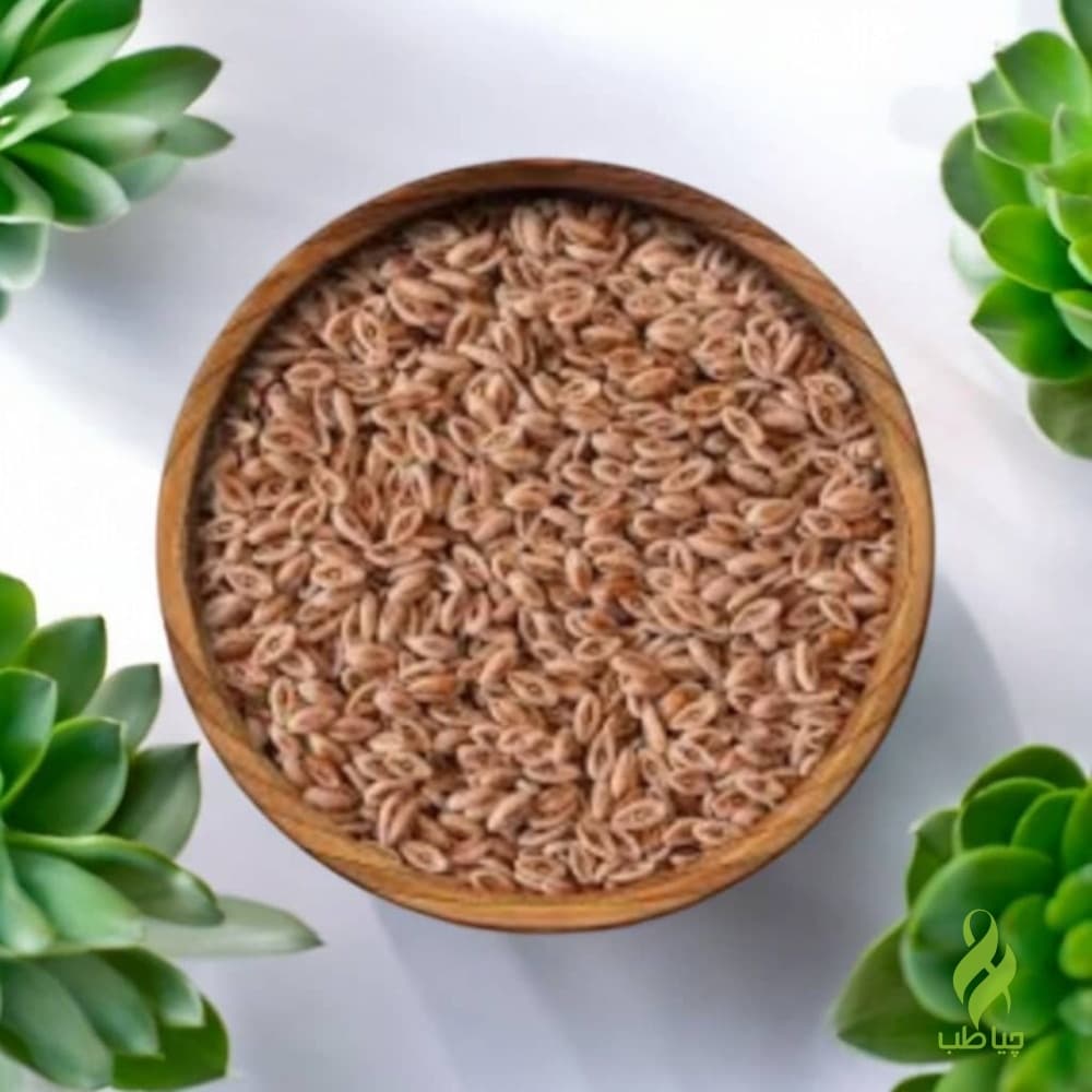 اسفرزه (سلامت قلب و کاهش کلسترول) — تصویر ۳