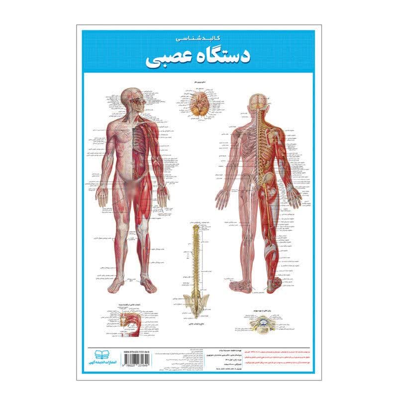 پوستر کالبد شناسی عصبی بدن