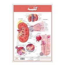 پوستر کالبد شناسی کلیه