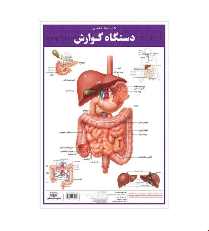پوستر دستگاه گوارش