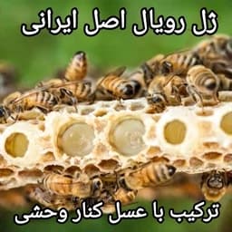 ژل رویال اصل ترکیب با عسل کنار اصل جنوب(ارسال به وزن دلخواه) — تصویر ۵