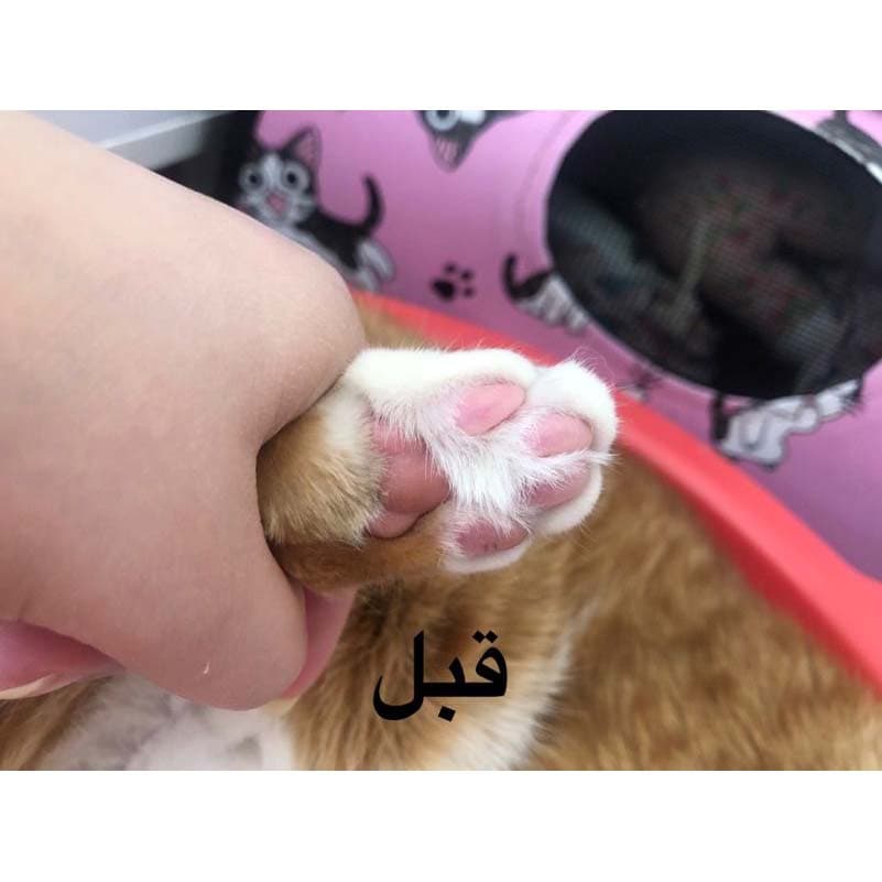 کرم مراقبت پنجه سگ و گربه پتوپیا با رایحه شاه توت — تصویر ۶