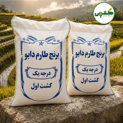 برنج طارم دابو کاشت اول — تصویر ۴