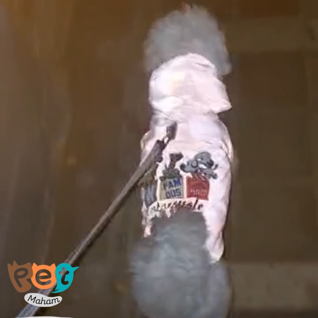 کاپشن ضدآب سگ آبی طرح کارتونی کد1963 — تصویر ۹