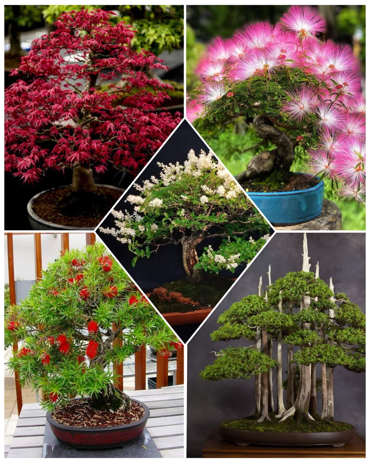پکیج بذر بونسای شماره 7