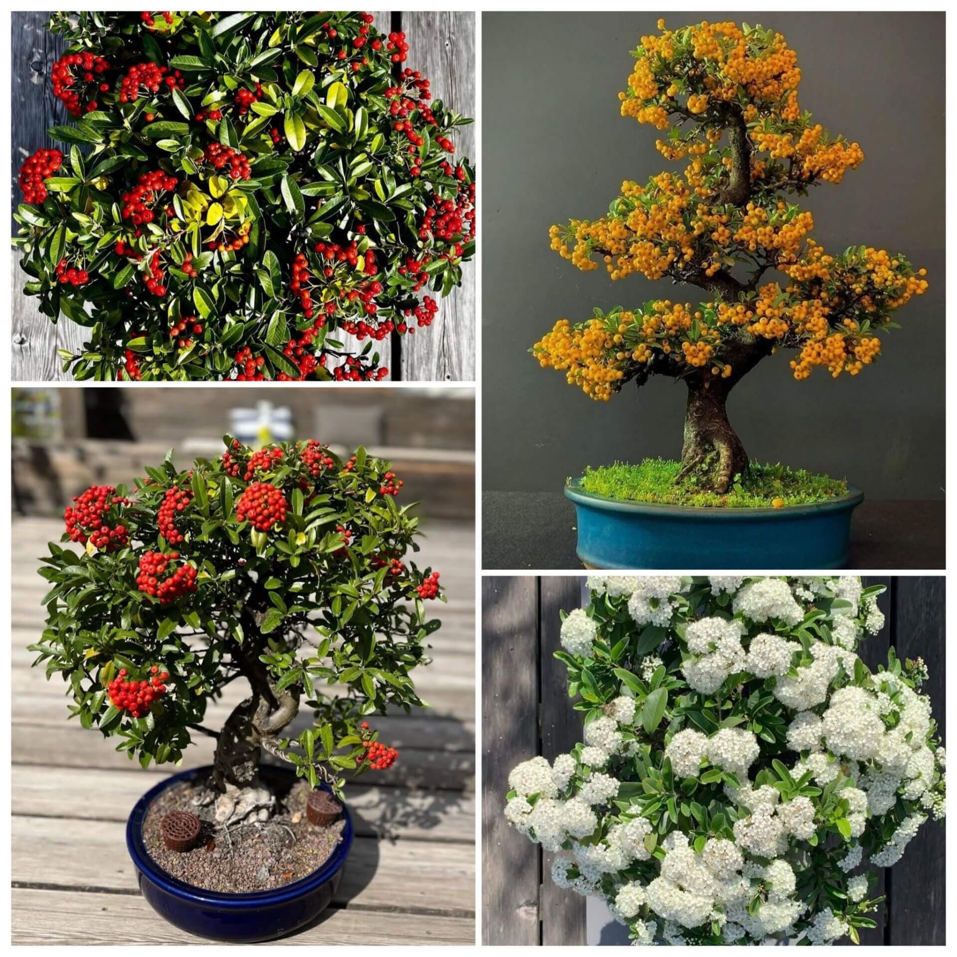 پکیج بذر بونسای پیراکانتا