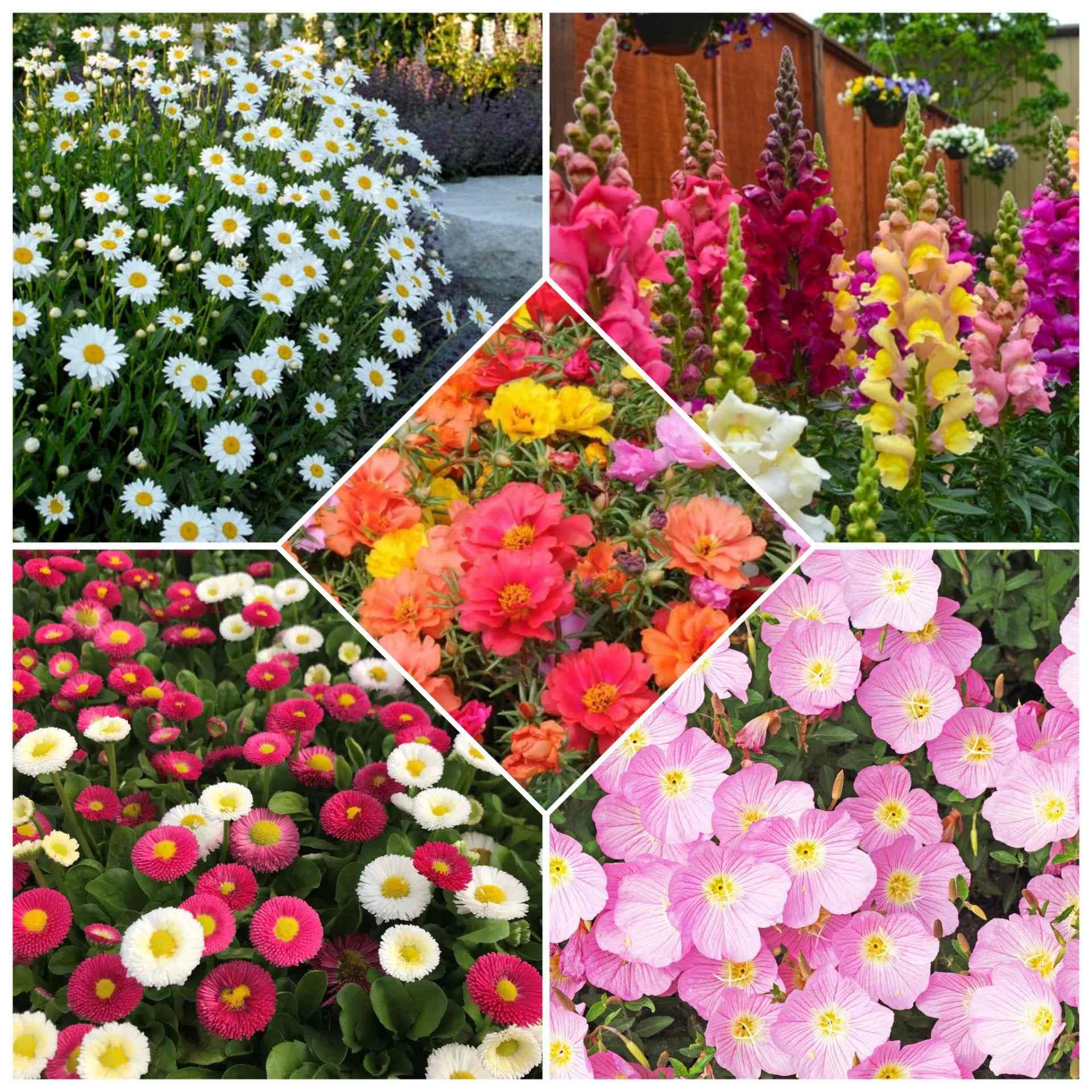 پکیج بذر گل شماره 5 | 🌸 پکیج بذر گل رنگارنگ — تصویر ۴