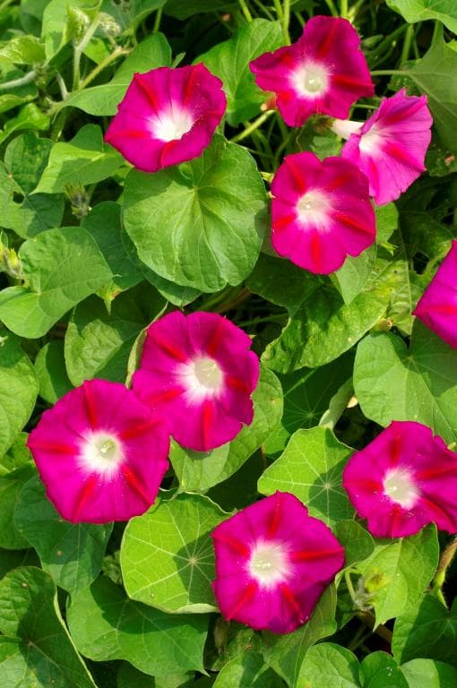 بذر عمده نیلوفر قرمز ( بذر اورجینال خارجی ) (50 عدد)