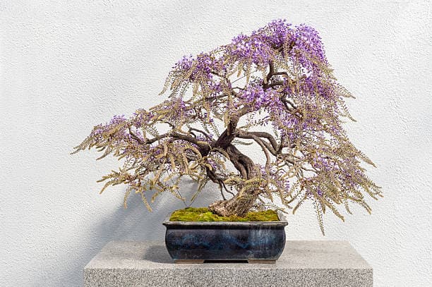 بذر عمده گلیسن ( اورجینال خارجی )(50 عدد)