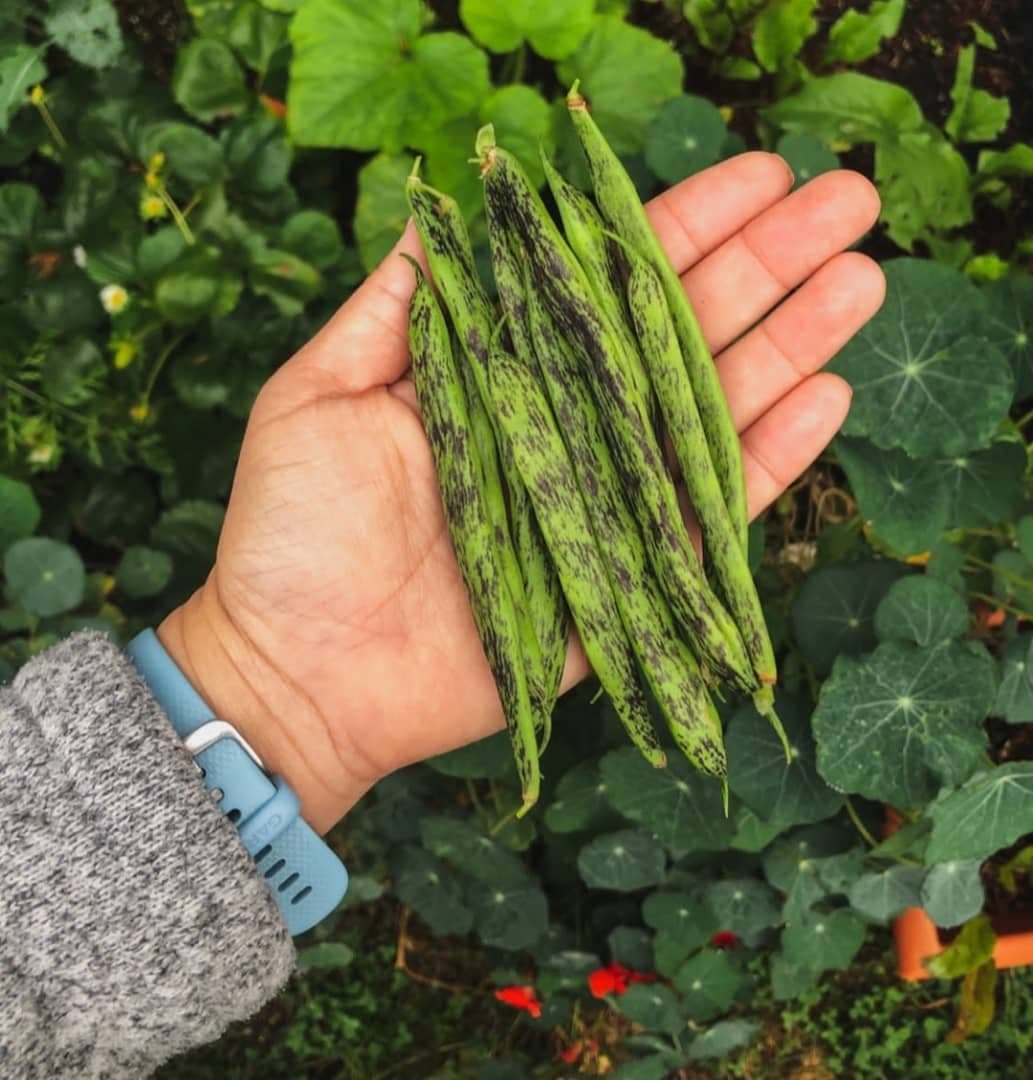 بذر لوبیا مار زنگی ( ارگانیک )