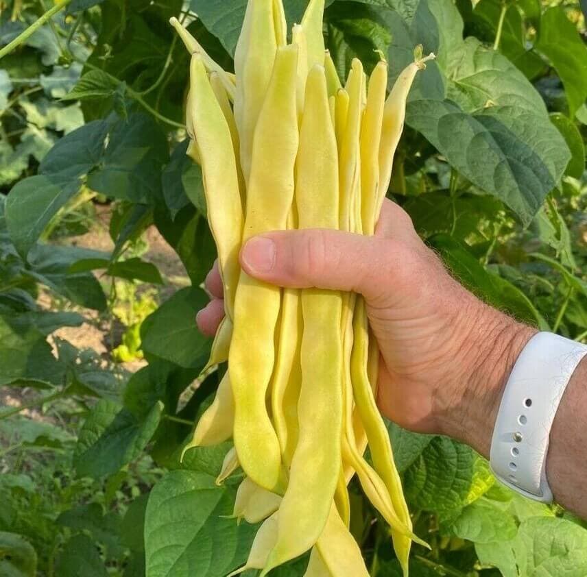 بذر لوبیا شگفتی ونیز ( ارگانیک )