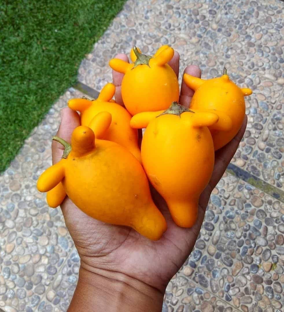 بذر میوه روباه (فوکس فروت)