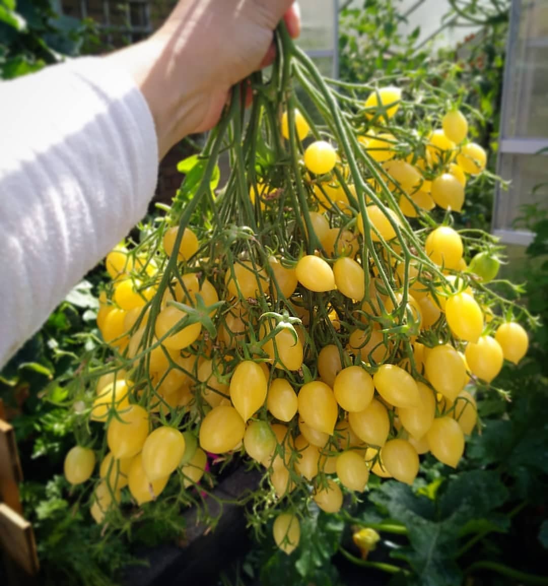 بذر گوجه چری دیوانه (اورجینال خارجی)