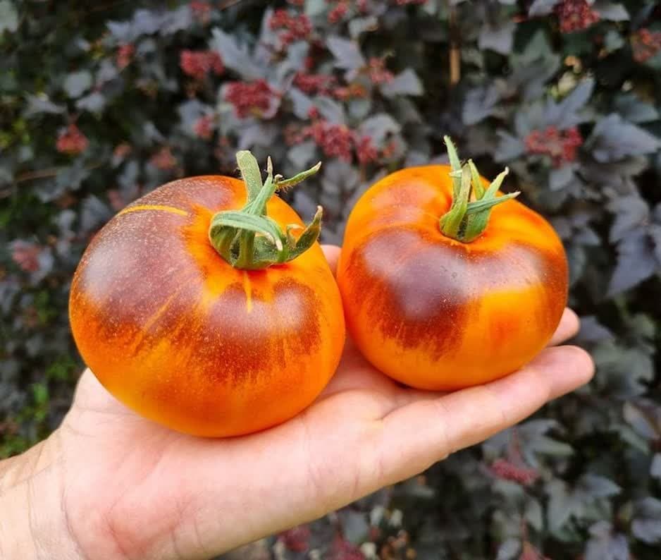 بذر گوجه گوهر شفاف ( بذر اورجینال خارجی )