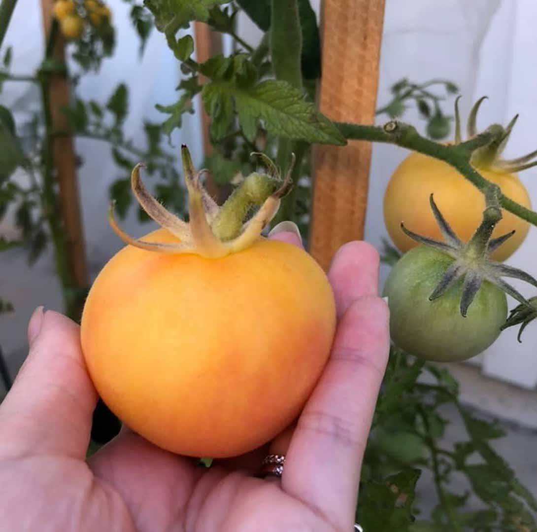 بذر گوجه هلویی ( اورجینال خارجی )