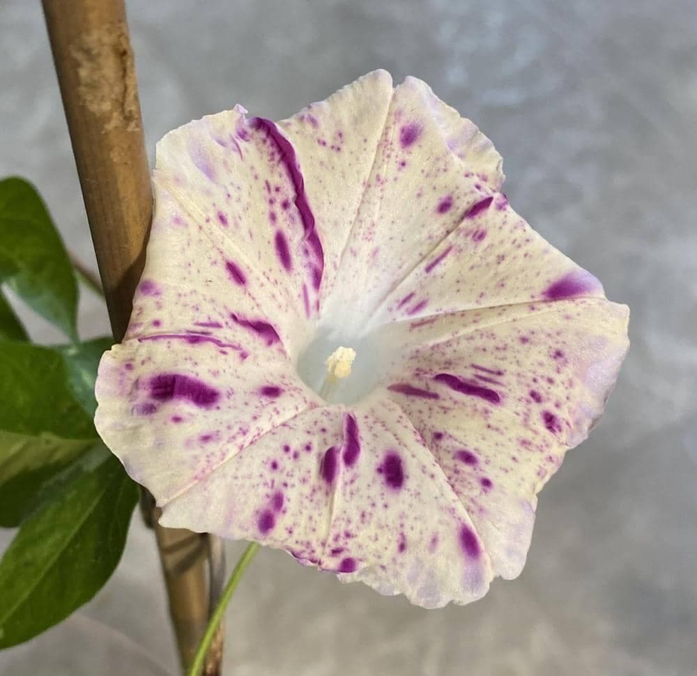 بذر پیچک اسپیدکلد قرمز red speckled ipomoea nil