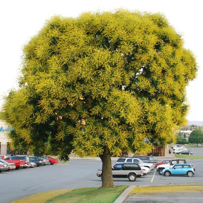 درخت باران طلایی ( بذر اورجینال خارجی )