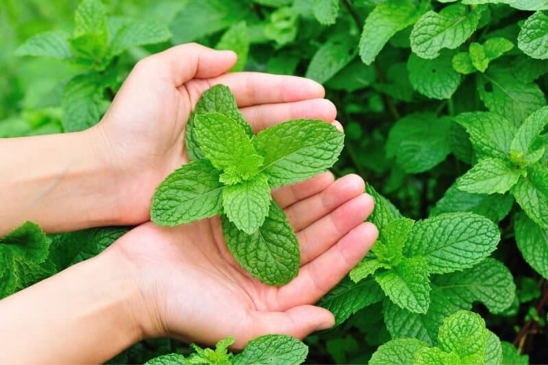 بذر نعناع موهیتو ( اورجینال درجه 1 )