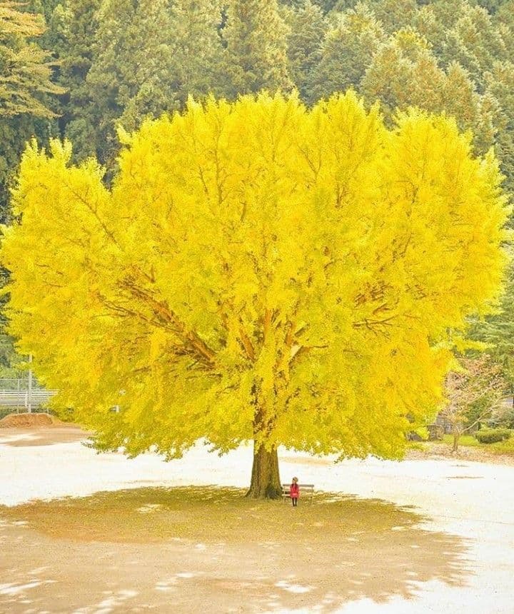 بذر جینکو بیلوبا ( بذر درخت بسیار زیبا چینی )