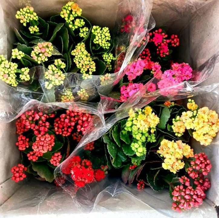 کالانکوئه ( پکیج چهار عددی گل کالانکوئه )