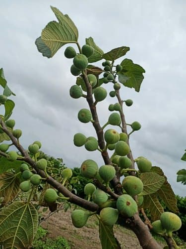 نهال انجیر ( نوع درجه یک )