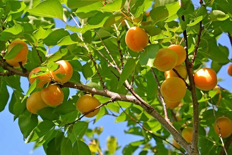 نهال زردالو ( نوع درجه یک )