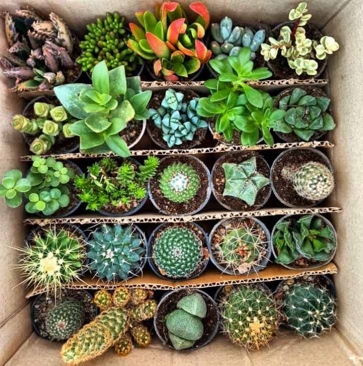 پک 25 تایی ویژه