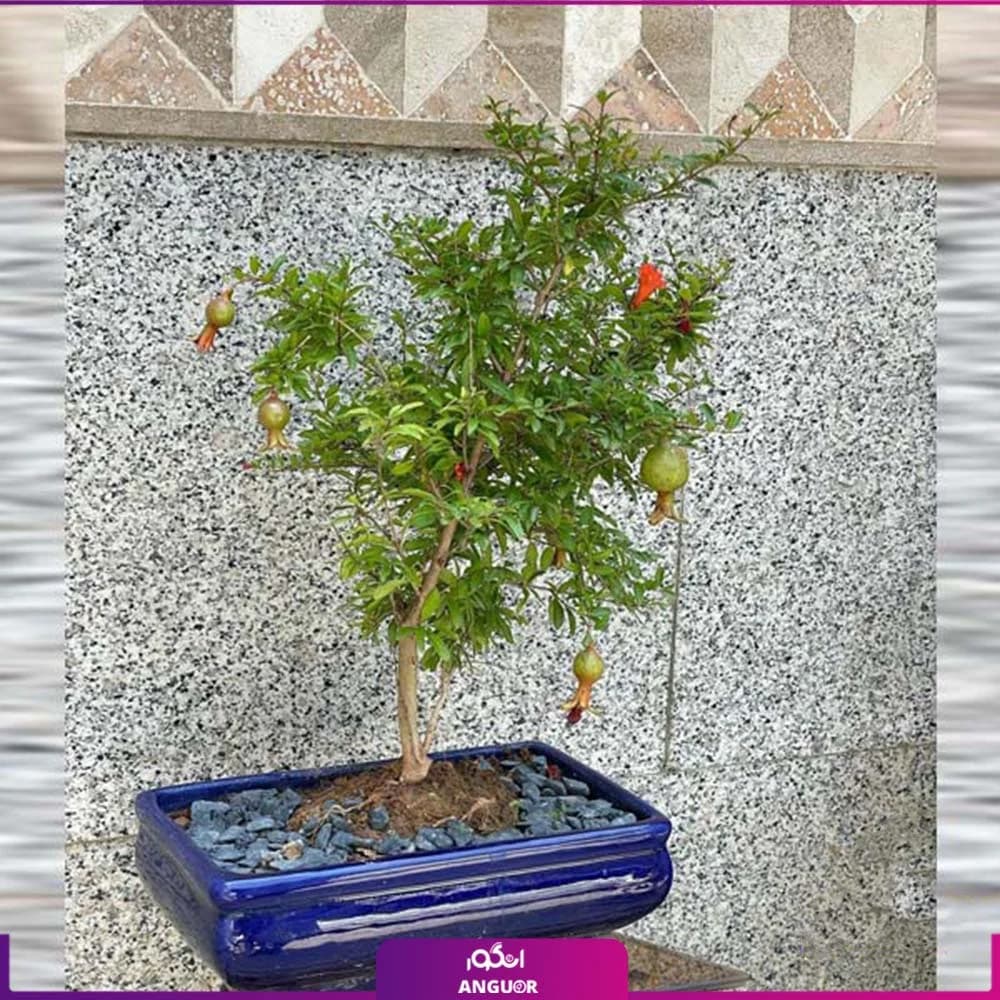 درختچه مینیاتوری انار — تصویر ۵