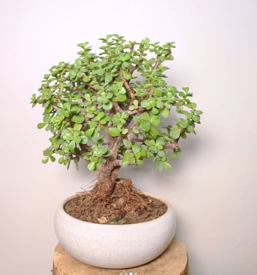 بونسای جید شماره 2