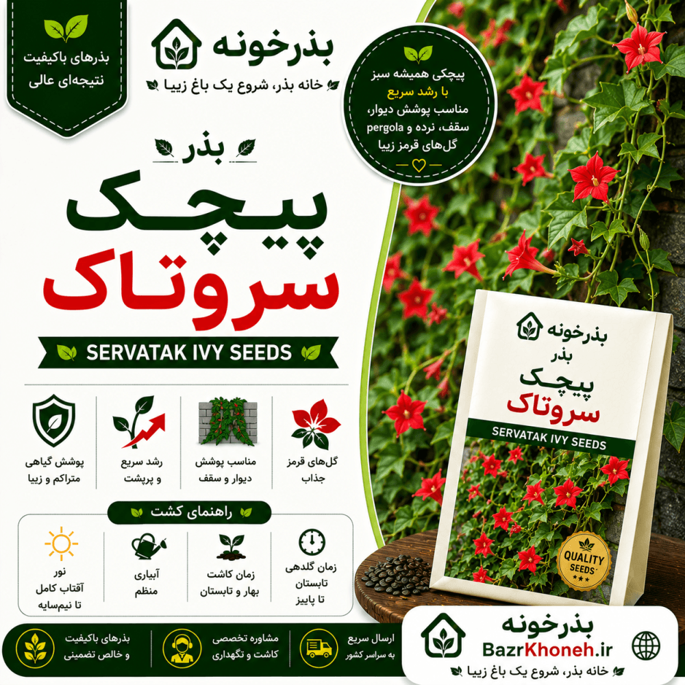 بذر پیچک سروتاک