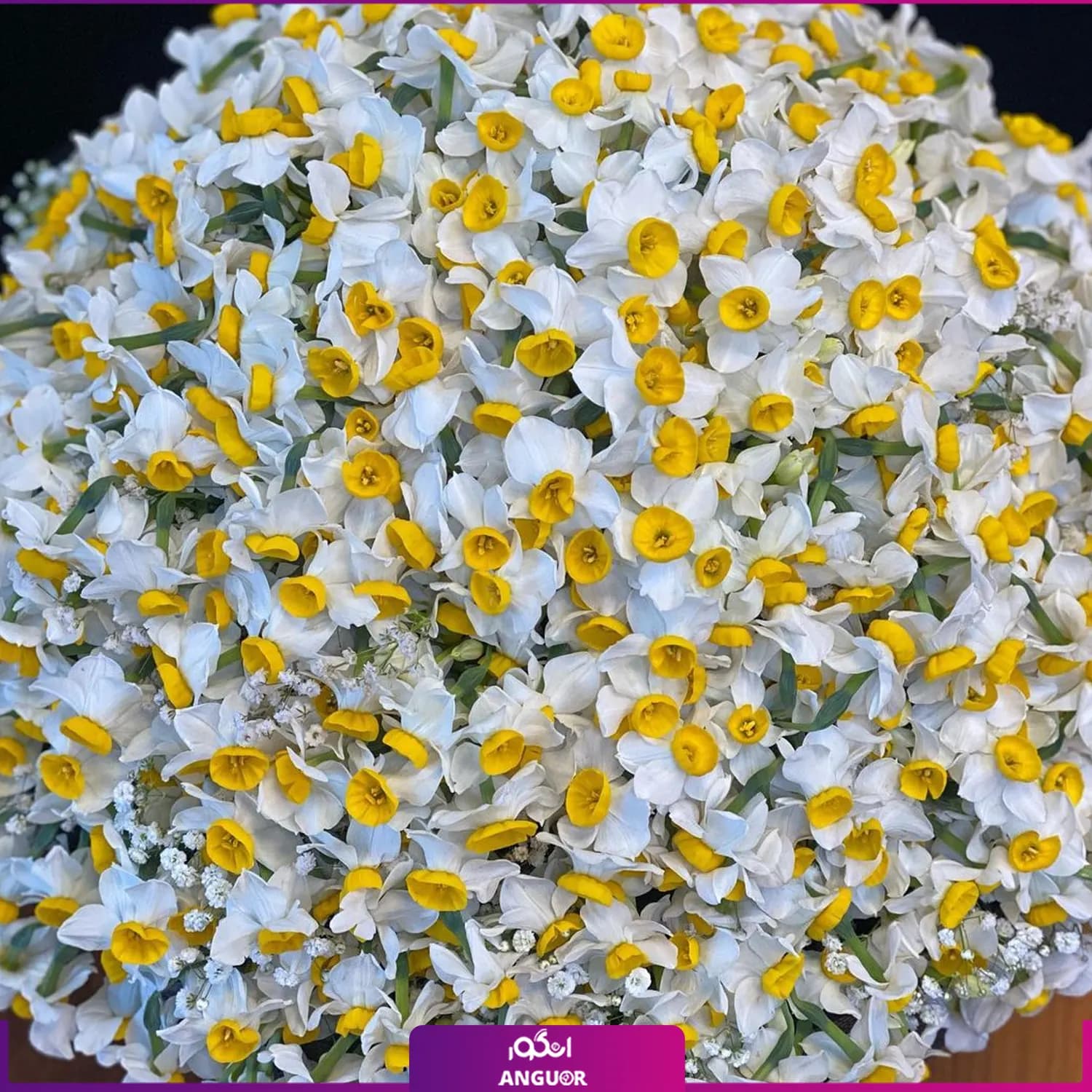 باکس گل نرگس 200 شاخه‌ای — تصویر ۳