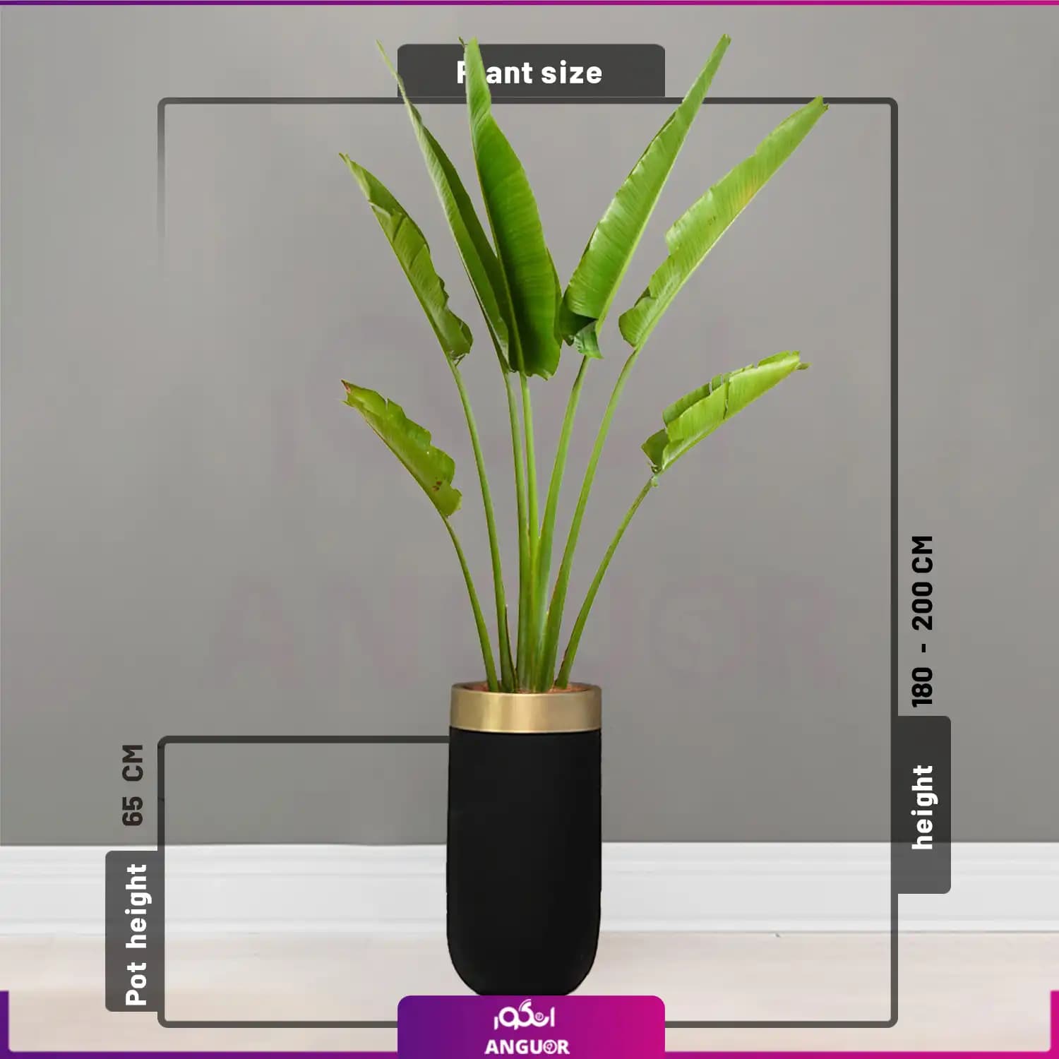 گلدان هدیه لوکس همراه با نخل مسافر Travelers Palm — تصویر ۵