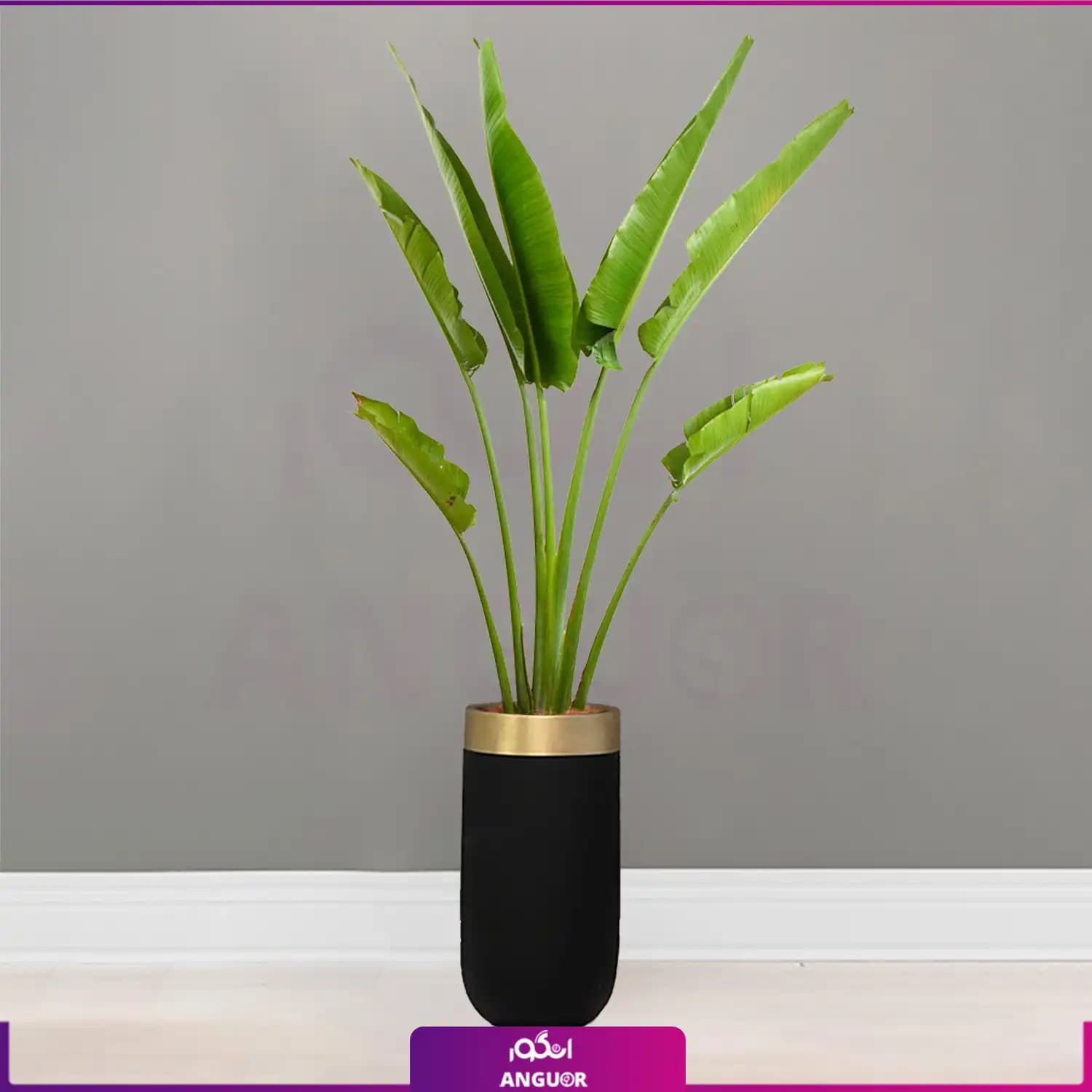 گلدان هدیه لوکس همراه با نخل مسافر Travelers Palm — تصویر ۲