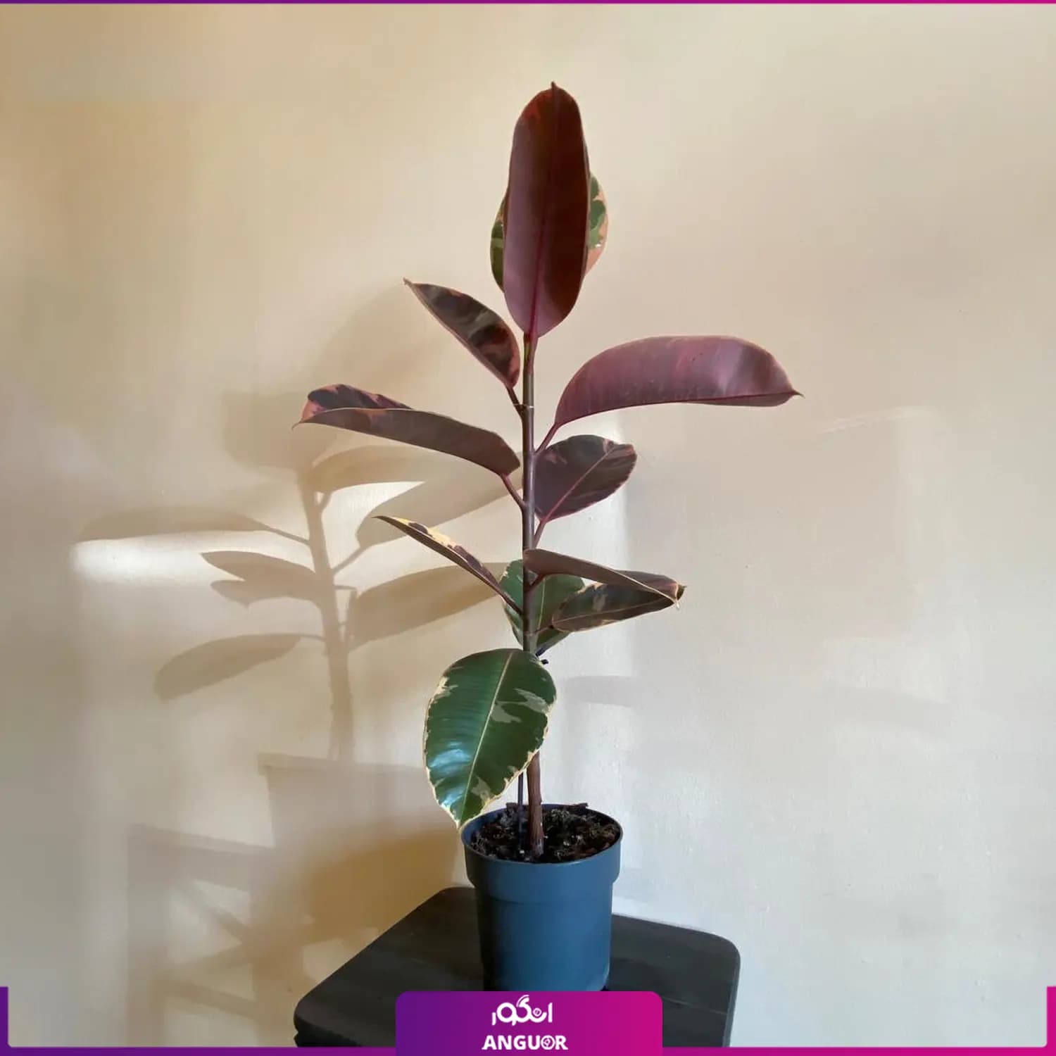 فیکوس شرابی — تصویر ۲
