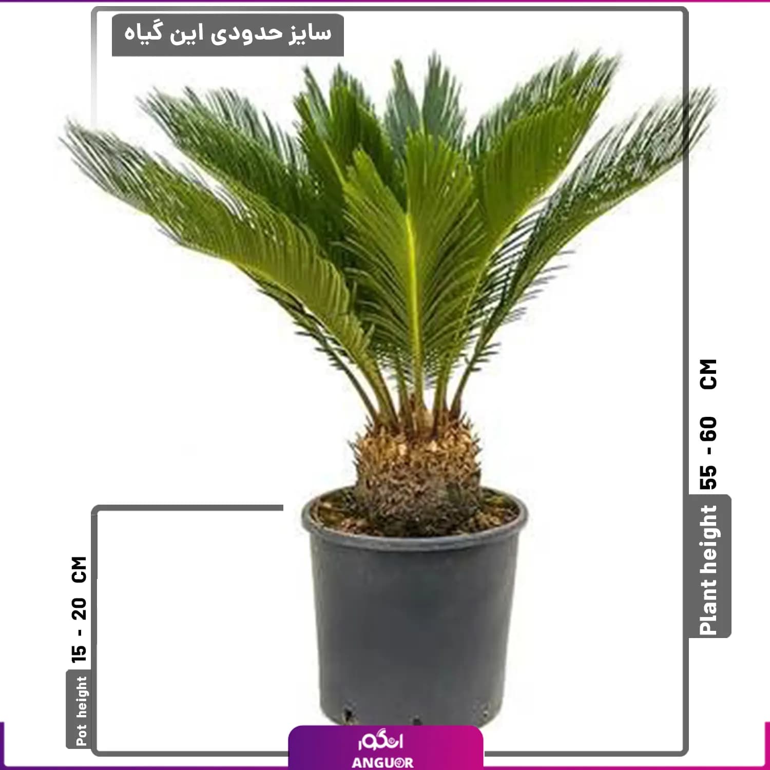 نخل آپارتمانی سیکاس — تصویر ۳