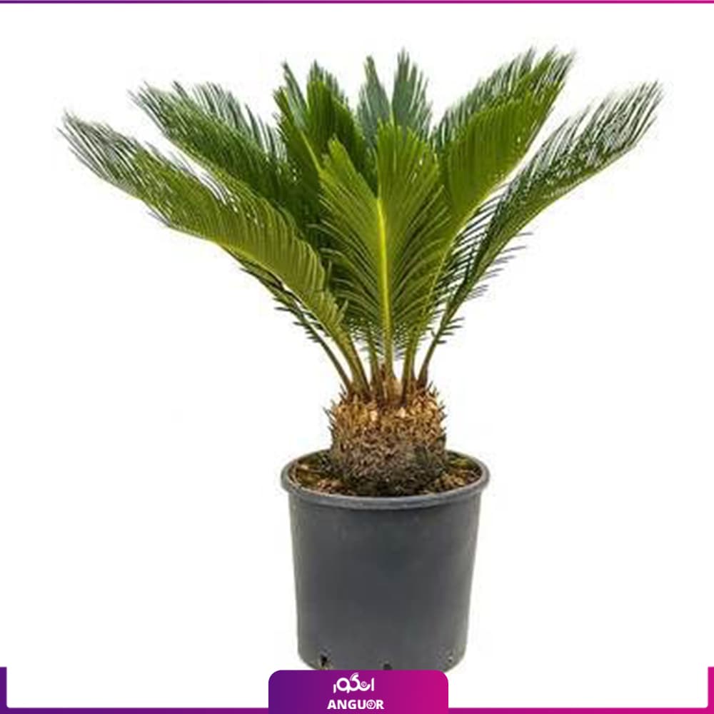 نخل آپارتمانی سیکاس