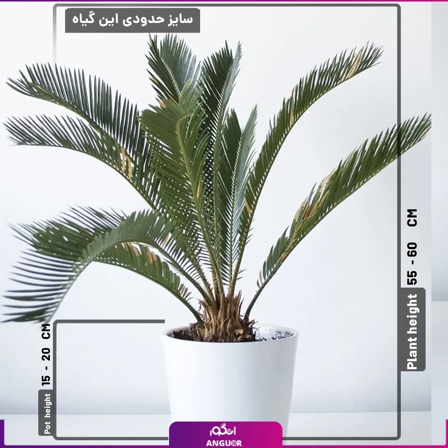 نخل آپارتمانی سیکاس با گلدان — تصویر ۳