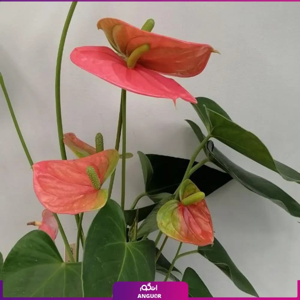 گل آنتوریوم صورتی — تصویر ۳