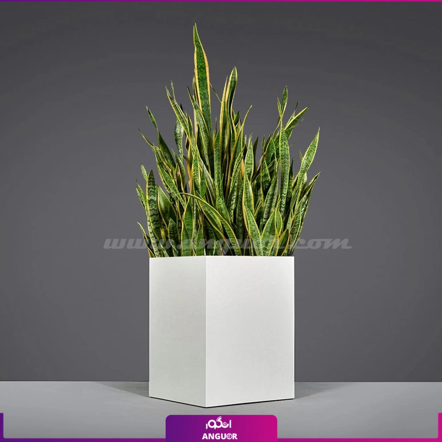 گلدان گالوانیزه چرخدار سانسوریا ابلق (پر غلاف)