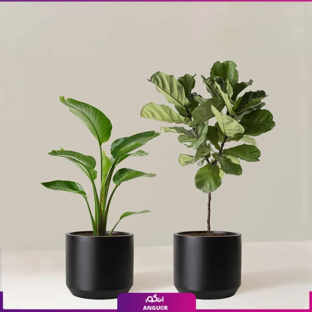 ست گلدان نخل نیکولای و فیکوس لیراتا