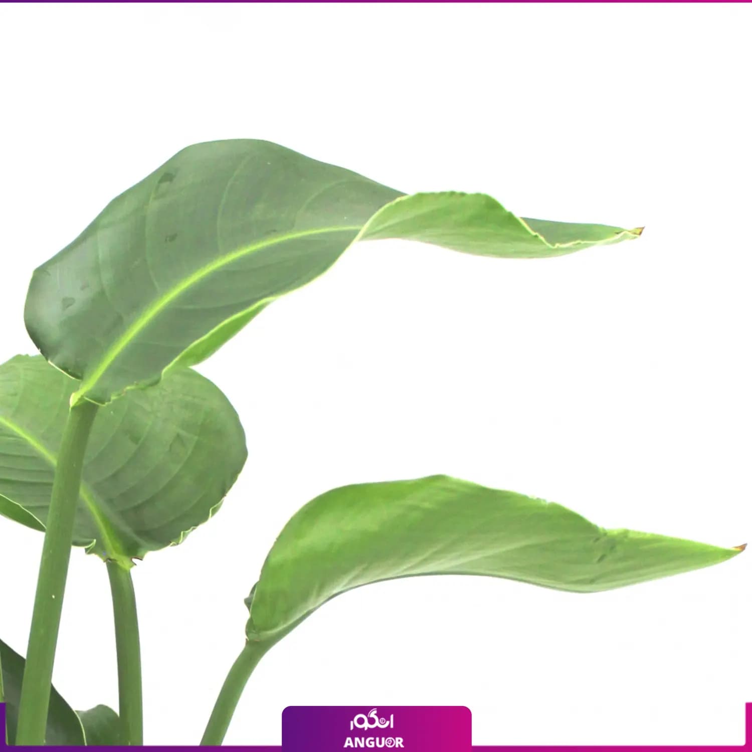 گیاه نخل نیکولای 50 – 70 — تصویر ۴
