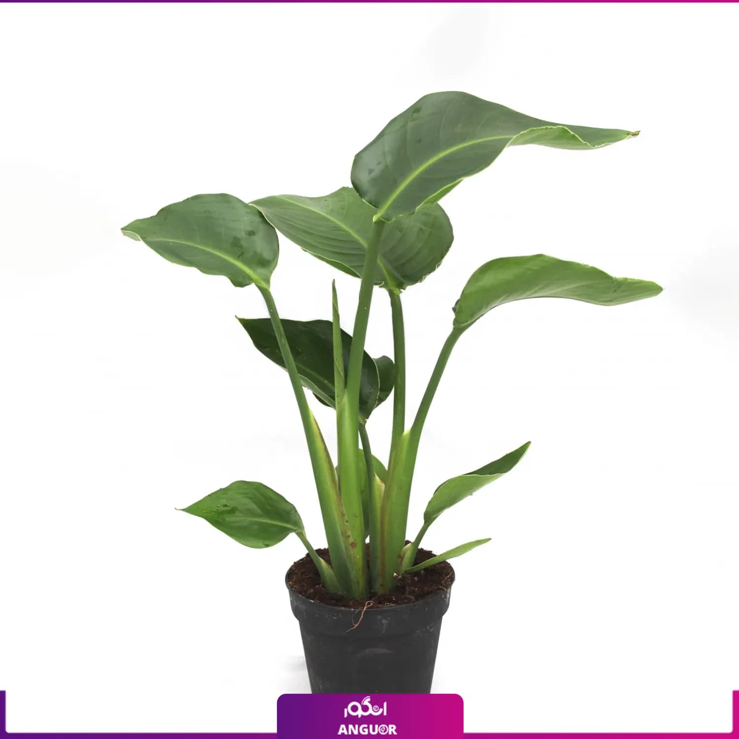 گیاه نخل نیکولای 50 – 70