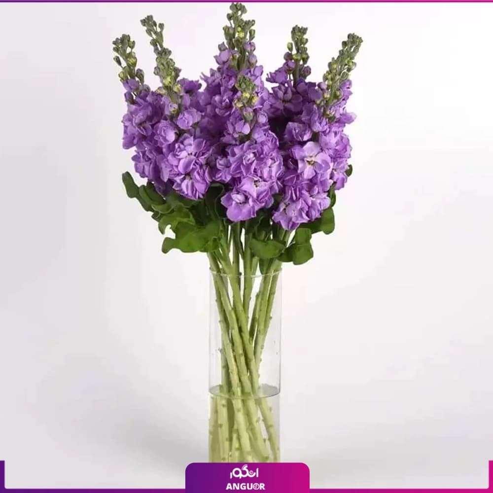 دسته گل شب بوی بنفش 9 عددی در گلدان شیشه ای — تصویر ۳